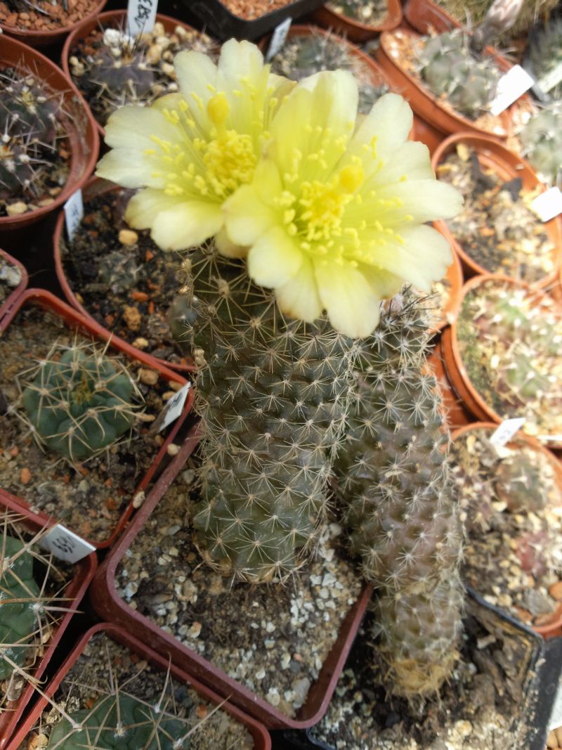 Copiapoa humilis